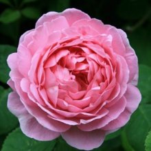 Picture of Constance Spry Clg-Rose (1330)