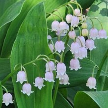 Convallaria Majalis Rosea Picture of Convallaria Majalis Rosea (6551)