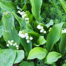 Convallaria Majalis Picture of Convallaria Majalis (1333)