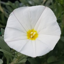 Convolvulus Cneorum Picture of Convolvulus Cneorum (1336)
