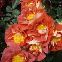 Picture of Copper Butterflies-Rose (30573)