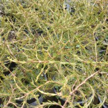 Picture of Coprosma Acerosa (1339)