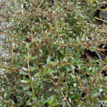 Picture of Coprosma Black Cloud (8607)