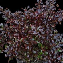 Picture of Coprosma Black Velvet (10218)