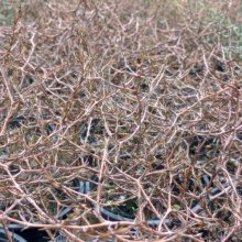 Picture of Coprosma Brunnea (1343)