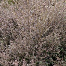 Picture of Coprosma Cappuccino (1344)