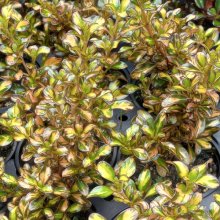 Picture of Coprosma Evening Glow (1351)