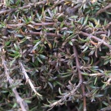 Picture of Coprosma Flat Freddy (1355)