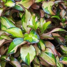 Picture of Coprosma Golden Glow (1356)