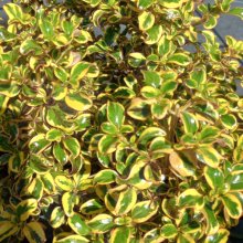 Picture of Coprosma Golden Star (9555)