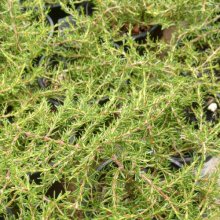Picture of Coprosma Hawera (1357)