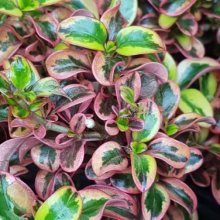 Coprosma Inferno Picture of Coprosma Inferno (7274)