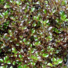 Coprosma Karo Red Picture of Coprosma Karo Red (1358)