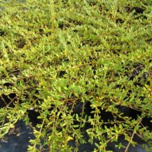 Coprosma Kirkii Goldstream Picture of Coprosma Kirkii Goldstream (10741)