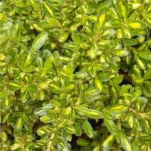 Coprosma Kiwi Gold Picture of Coprosma Kiwi Gold (8187)