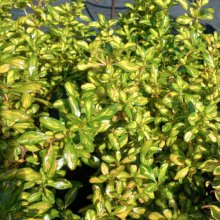 Coprosma Lemon n Lime Picture of Coprosma Lemon n Lime (1360)