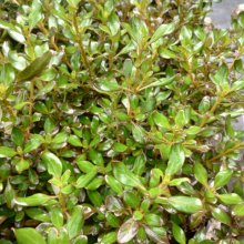 Coprosma Margarita Picture of Coprosma Margarita (10928)