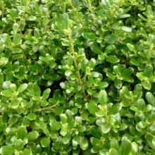Coprosma Middlemore Picture of Coprosma Middlemore (1362)