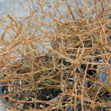Coprosma Orange Roughy Picture of Coprosma Orange Roughy (1364)
