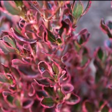 Coprosma Pacific Sunrise Picture of Coprosma Pacific Sunrise (10435)