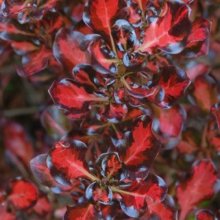 Coprosma Pacific Sunset Picture of Coprosma Pacific Sunset (10436)