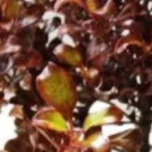 Coprosma Paradise Punch Picture of Coprosma Paradise Punch (10515)
