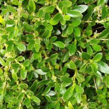 Coprosma Prostrata Picture of Coprosma Prostrata (1369)