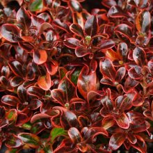 Coprosma Scarlett O'Hara Picture of Coprosma Scarlett O'Hara (6488)