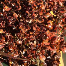 Coprosma Tequila Sunrise Picture of Coprosma Tequila Sunrise (1377)