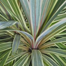 Picture of Cordyline Albertii (1380)