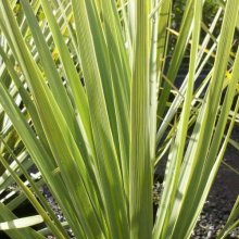 Picture of Cordyline Australis (1381)