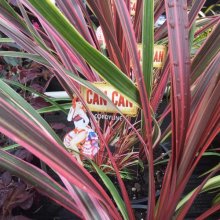 Picture of Cordyline Can Can (7808)