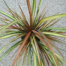Picture of Cordyline Cha Cha (8615)