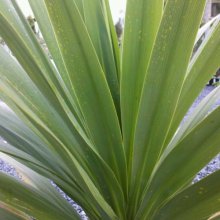 Picture of Cordyline Green Goddess (1390)