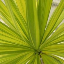 Picture of Cordyline Jive (8616)