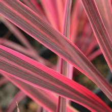 Picture of Cordyline Paso Doble (8613)