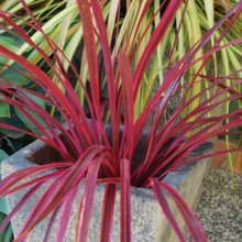 Picture of Cordyline Raspberry Fountain (28613)