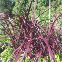 Picture of Cordyline Red Fountain (1403)
