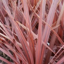 Picture of Cordyline Red Star (1404)