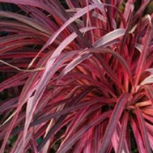 Picture of Cordyline Salsa (8157)