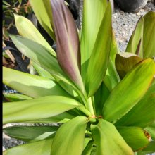 Picture of Cordyline Showoff (29677)