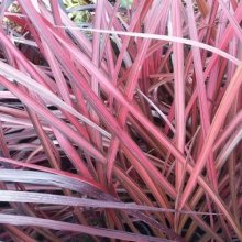 Picture of Cordyline Zumba (10452)