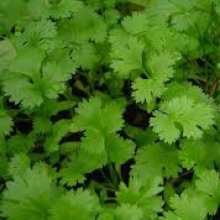 Coriander Picture of Coriander (7463)