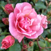 Picture of Cornelia Clg-Rose (1409)