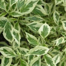 Picture of Cornus Alternifolia Argentea (6937)