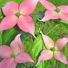 Picture of Cornus Beni Fuji  (1447)