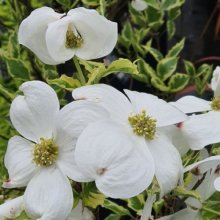 Picture of Cornus Cherokee Daybreak  (1426)