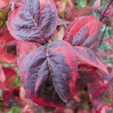 Picture of Cornus Cherokee Sunset  (1420)