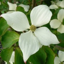Picture of Cornus China Girl L/W (1436)