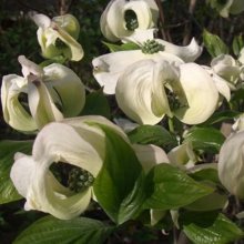 Picture of Cornus Cloud Nine (1429)